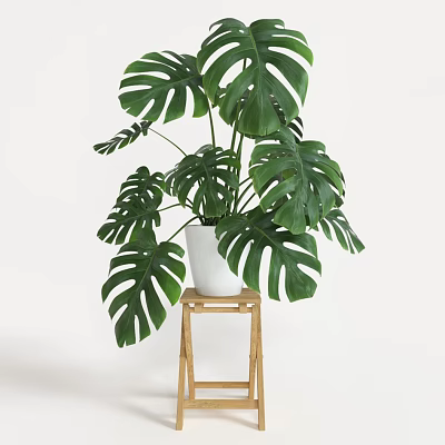 Monstera Potted Plant in White Pot on Wooden Stool with White Background 3d model