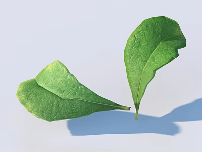 Two Fresh Green Leaves Showing Natural Texture And Light Shadow Effect 3d model