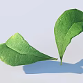 Two Fresh Green Leaves Showing Natural Texture And Light Shadow Effect