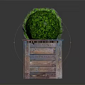 Vibrant Green Round Plant Planted In Wooden Box Planter With Lush Leaves