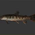 Brown Spotted Fish With Large Eyes Fins Tail And Shiny Scales On Dark Background