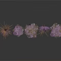 Purple Decorative Plants With Clustered Growth And Thin Stems In Group