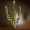 Green Cactus Bonsai Potted Plant with Three Branches and Natural Texture
