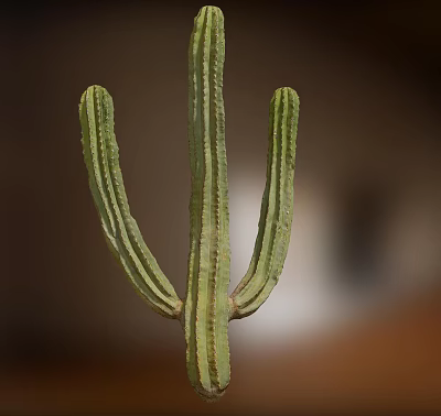Modern Cactus 3d model