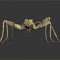 Stick Insect With Branch Like Body And Long Legs On Dark Background