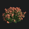 Bush of Orange Red Flowers with Green Leaves in Round Shape