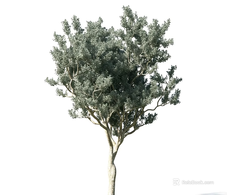 Evergreen Tree With Lush Green Leaves Strong Trunk And Dense Branches 3d model 
