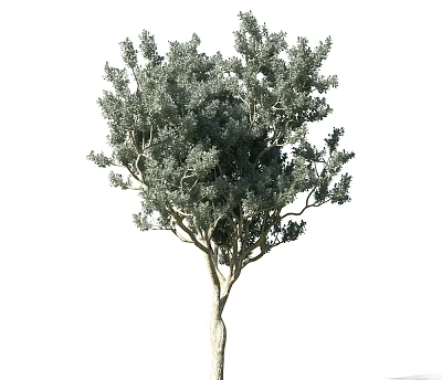 Evergreen Tree With Lush Green Leaves Strong Trunk And Dense Branches 3d model