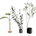 Modern Potted Plants With Large Green Leaves Small Dotted Foliage And Stylish Pots