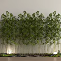 Dense Green Bamboo Neatly Arranged Against White Background With Small Lights And Stones At Bottom