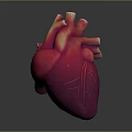 Realistic 3D Rendered Human Heart Organ with Detailed Blood Vessels on Dark Background
