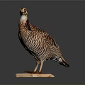 Flying Animal Quail With Striped Feathers Standing On Wooden Base Against Dark Background