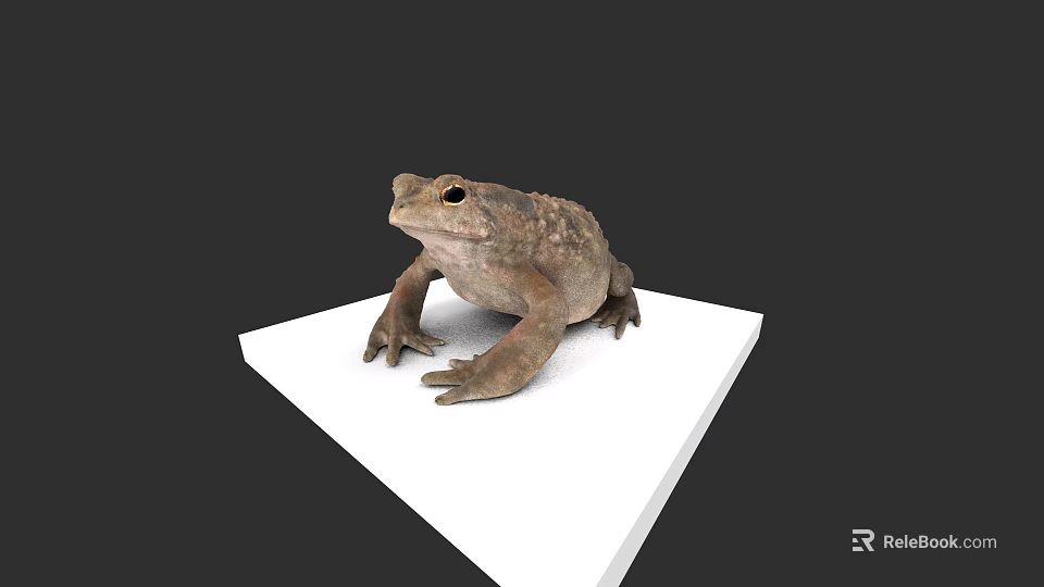 Realistic Reptile Toad Standing On White Platform With Isolated Dark Background 3d model 