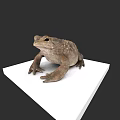 Realistic Reptile Toad Standing On White Platform With Isolated Dark Background 3d model