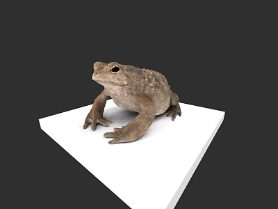 Realistic Reptile Toad Standing On White Platform With Isolated Dark Background 3d model