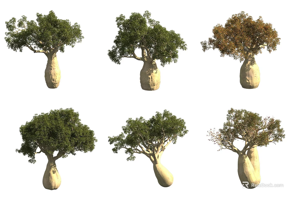 Baobab Trees In Various Growth Stages With Distinct Canopy And Trunk Features 3d model