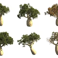 Baobab Trees In Various Growth Stages With Distinct Canopy And Trunk Features 3d model