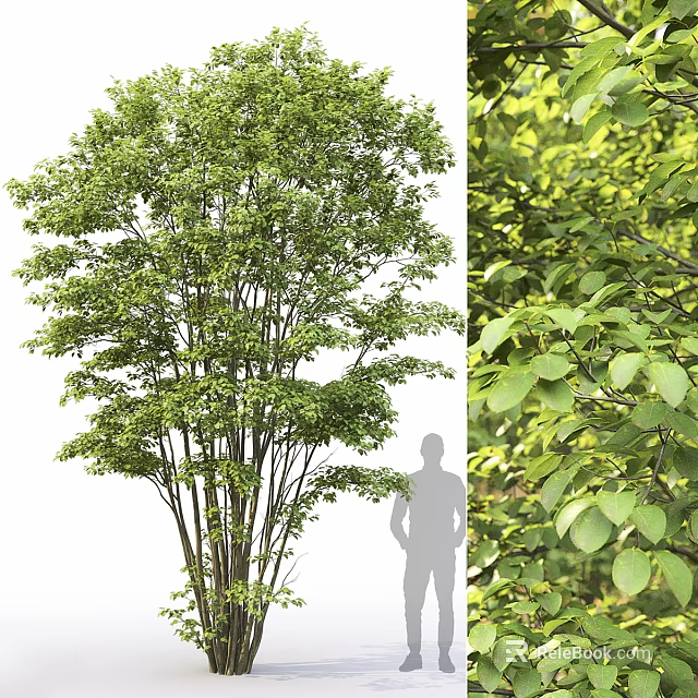 Tall Tree With Lush Green Leaves And Sturdy Trunk Beside Human Silhouette 3d model 