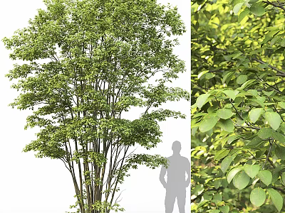 Tall Tree With Lush Green Leaves And Sturdy Trunk Beside Human Silhouette 3d model