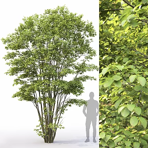 A tree 3d model