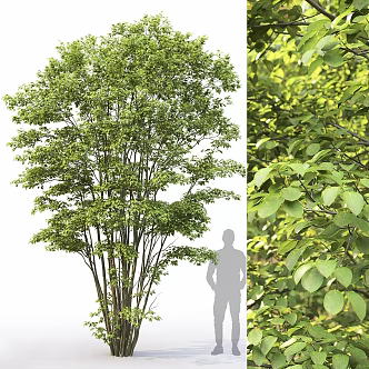 A tree 3d model