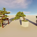 Outdoor Bonsai Potted Plants Display Under Blue Sky With Wooden Stand And Stone Pots