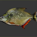 Golden Red Fish With Shiny Scales And Colorful Fins Against Gray Background With Reflection