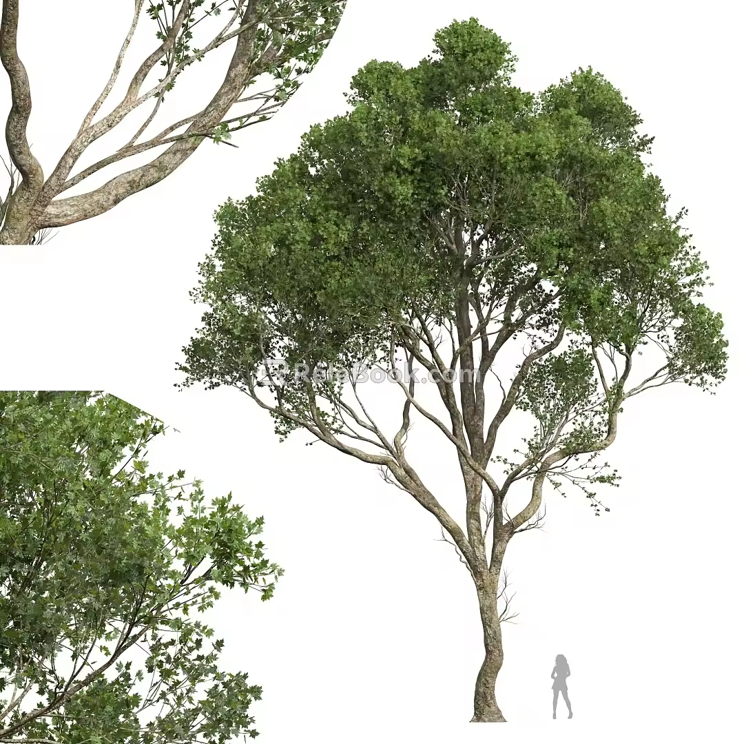 Ash Tree 3d model