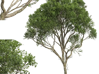 Lush Arbor With Dense Green Foliage Thick Branches And Strong Trunk 3d model