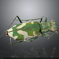 Green and White Tiger Beetle With Metallic Sheen And Long Legs On Dark Background