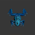 Vibrant Blue Frog On Black Background With Clear Reflection And Shiny Surface 3d model