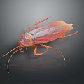 Brown Cockroach with Long Antennae and Wings on Dark Surface with Reflection 3d model