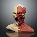 Human Head Anatomical Model Showing Detailed Facial Organs And Muscular Structure
