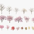 Different Types of Arbor Trees with Bare Branches Blooming Pink Flowers and Colorful Leaves