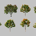 Ornamental Trees With Colorful Foliage In Green Red Orange And Yellow