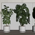 Large Leaf Green Potted Plants In White Pots For Modern Interior Decor