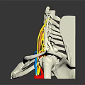 Human Limb Organ Anatomy Model Displaying Spine Nerves And Pelvis Bone Structure