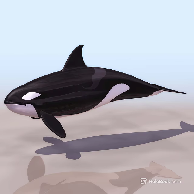 Black And White Orca Aquatic Animal Swimming In Ocean With Dorsal Fin 3d model