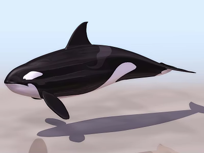 Black And White Orca Aquatic Animal Swimming In Ocean With Dorsal Fin 3d model