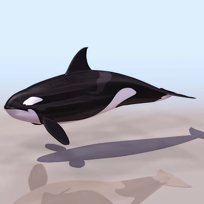 modern whale killer whale 3d model