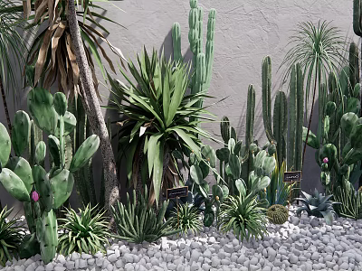 Various Types of Potted Cacti and Succulents with Pink Buds Gray Wall and White Pebbles Ground 3d model