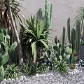 Various Types of Potted Cacti and Succulents with Pink Buds Gray Wall and White Pebbles Ground