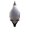 White Seagull With Grey Wings Standing In Natural Posture And Detailed Feathers