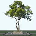Arbor With Lush Green Leaves Forked Trunk And Stone Base Against Blue Sky