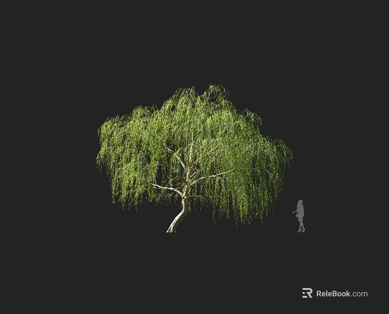 Weeping Willow Tree With Lush Green Foliage And Weeping Branches Against Black Background Human Silhouette 3d model 