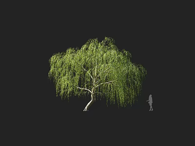 Weeping Willow Tree With Lush Green Foliage And Weeping Branches Against Black Background Human Silhouette 3d model