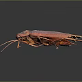 Brown Cockroach with Long Antennae and Wings on Dark Surface with Reflection 3d model