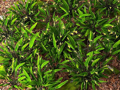 Lush Leafy Plants Growing With Long Dark Green Leaves And Yellow Flowers On Mossy Soil 3d model