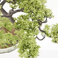 Lush Green Bonsai Plant with Curved Trunk and Mossy Base in White Pot