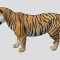 Realistic 3D Tiger Model With Detailed Fur And Striped Pattern 3d model